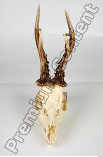 Skull Deer 0031